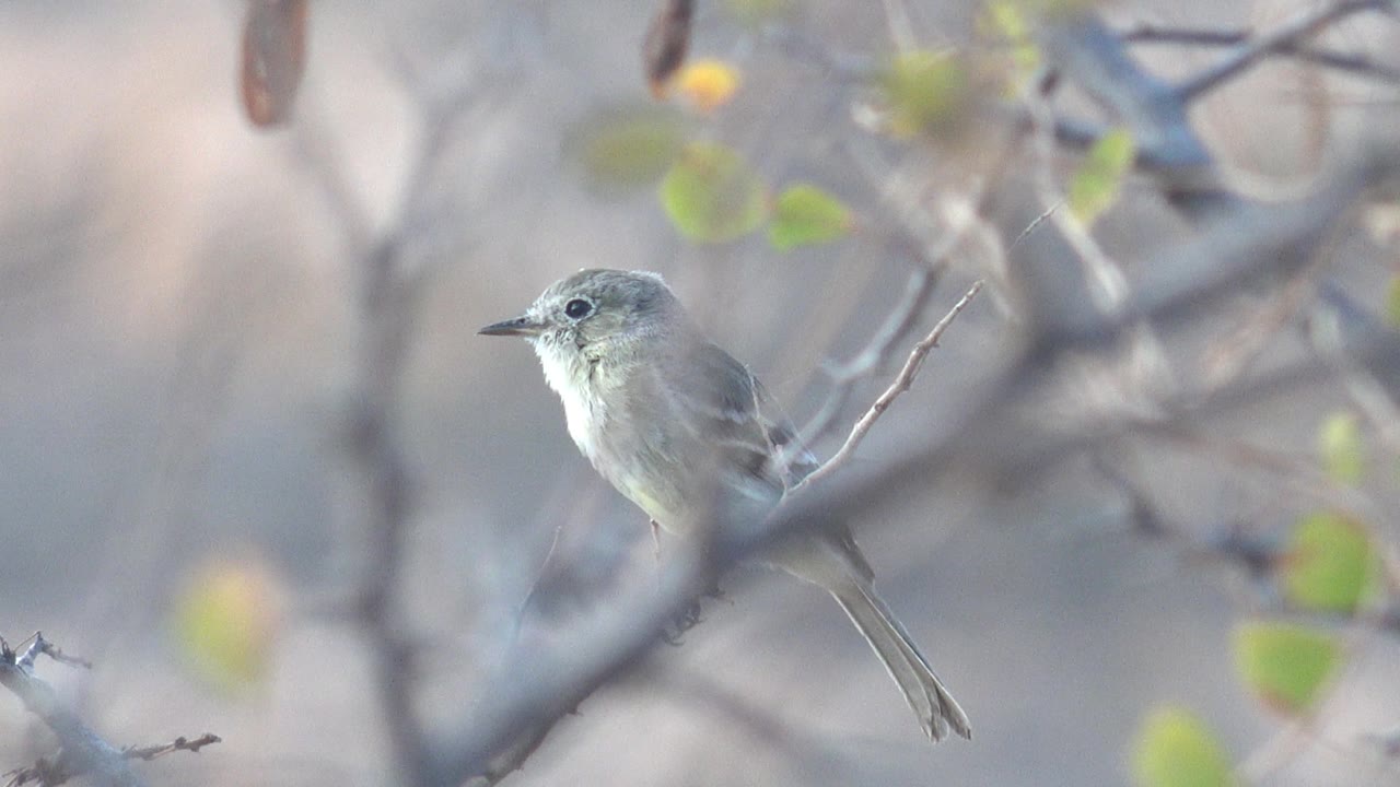 Small gray bird faces left from a thin branch in Cabo Pulmo, Baja California Sur, with soft foreground twigs and no visible people.