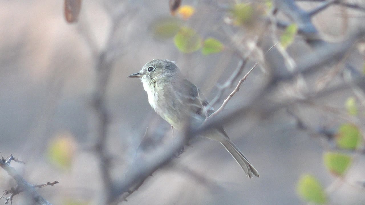 Small gray bird remains perched in Cabo Pulmo, Baja California Sur, with its beak angled left and blurred branches crossing the frame, no visible people.