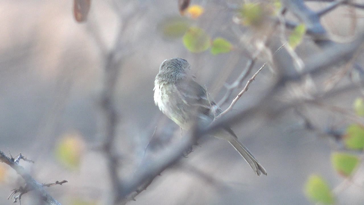 Small gray bird turns partly away on a thin branch in Cabo Pulmo, Baja California Sur, with pale out-of-focus foliage behind it and no visible people.