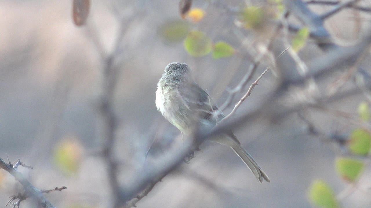Small gray bird viewed from behind on a branch.