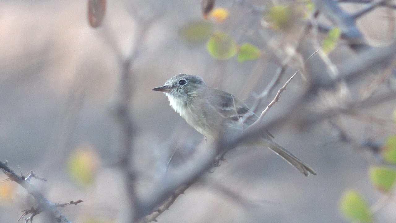 Small gray bird perched on a thin branch among blurred twigs.