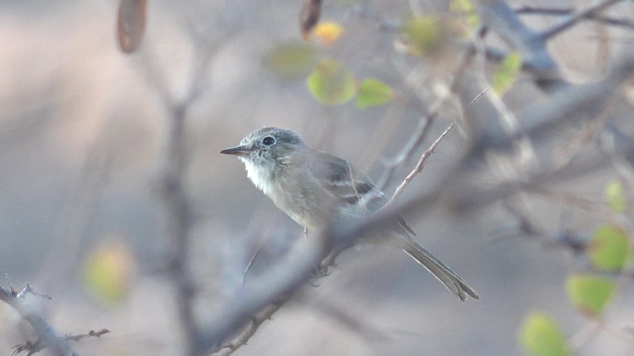 Small bird remains perched in Cabo Pulmo, Baja California Sur, with its beak pointed left, tail angled down, and foreground branches softly obscuring part of the frame, no visible people.