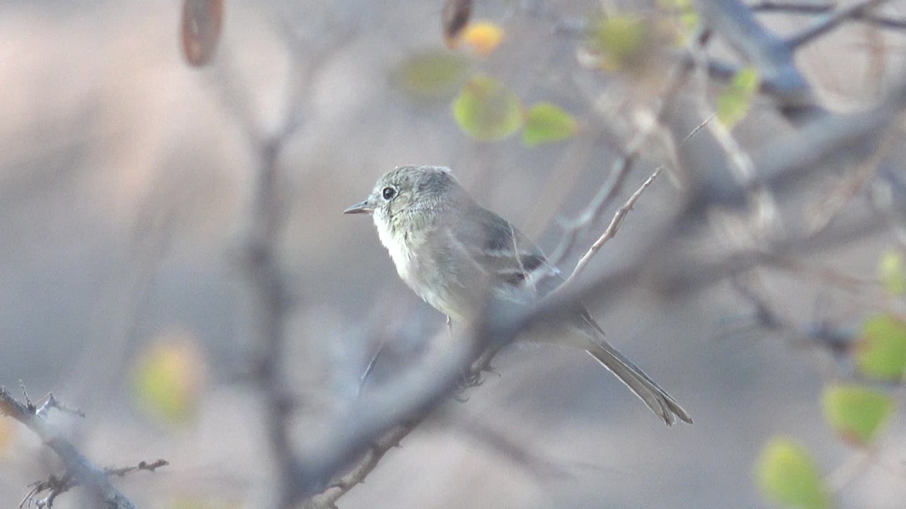 Small gray bird in Cabo Pulmo, Baja California Sur, appears slightly more front-facing while perched among dry branches and blurred green leaves, no visible people.