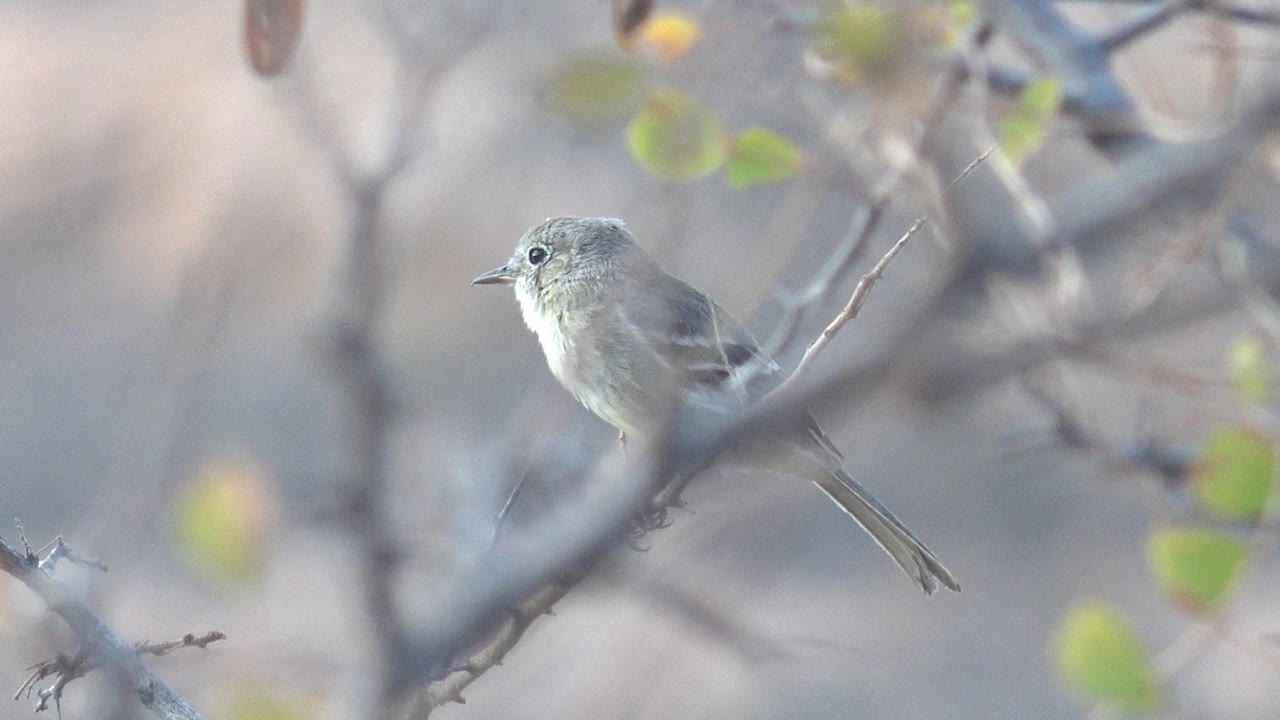 Perched small bird in Cabo Pulmo, Baja California Sur, faces left through a layered screen of dry twigs and pale green leaves, with no visible people.