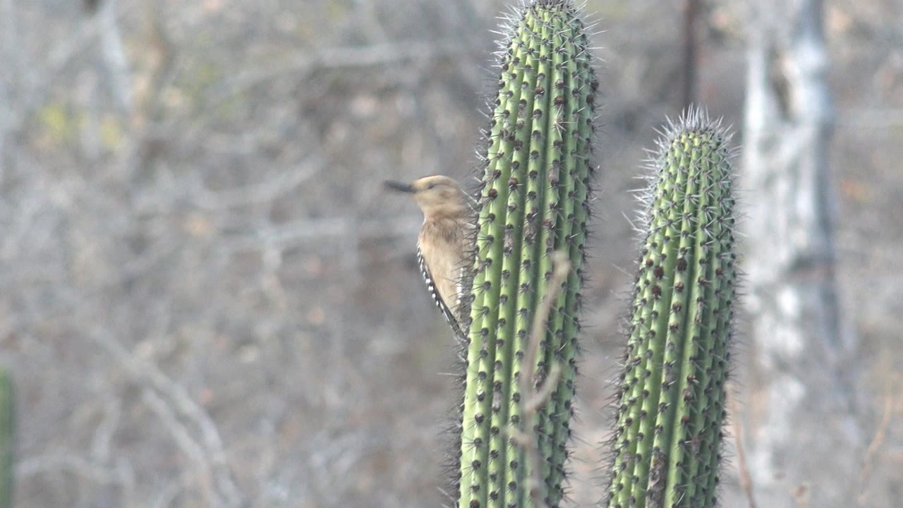 A woodpecker is partly obscured behind two tall green cactus columns in Cabo Pulmo, Mexico, with dry gray-brown scrub in the background and no visible people.