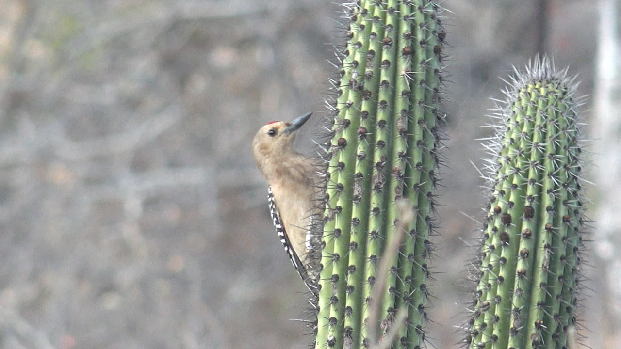 The woodpecker clings to the left side of a tall cactus column in Cabo Pulmo, Mexico, with another cactus beside it and no visible people.