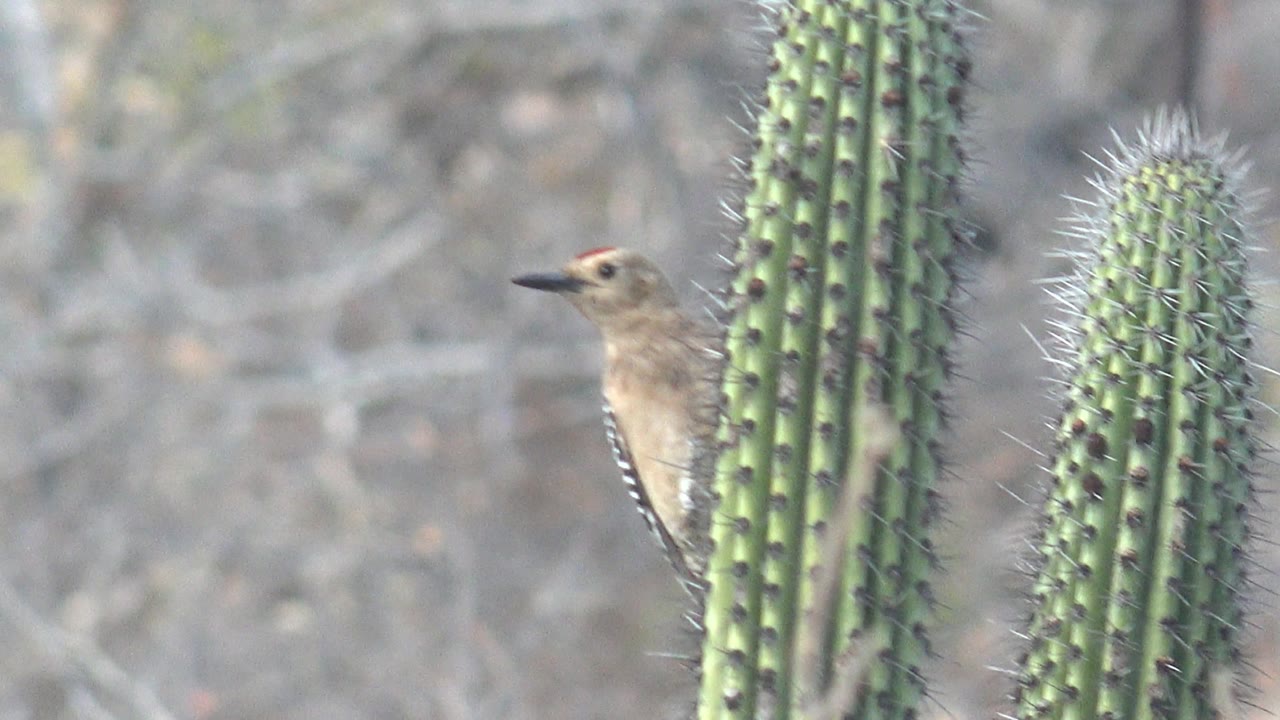 A woodpecker perches on the cactus edge with its beak pointed left, framed by two green cactus columns in Cabo Pulmo, Mexico, and no visible people.