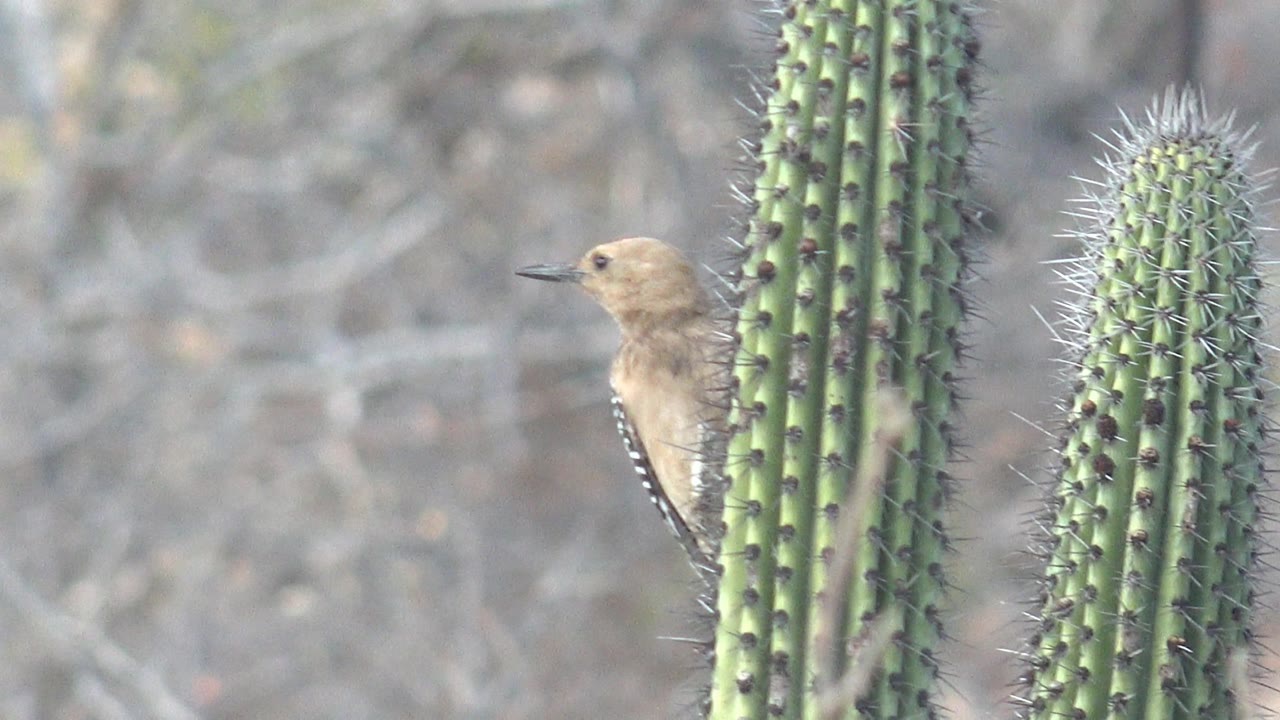 Woodpecker low on cactus near the bottom edge of the frame