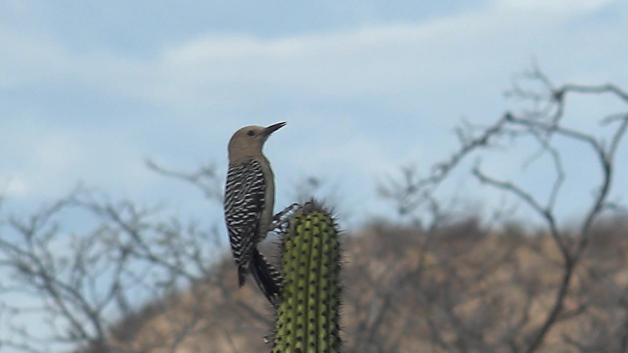 Woodpecker perched on a cactus with dry hills and bare branches behind it.
