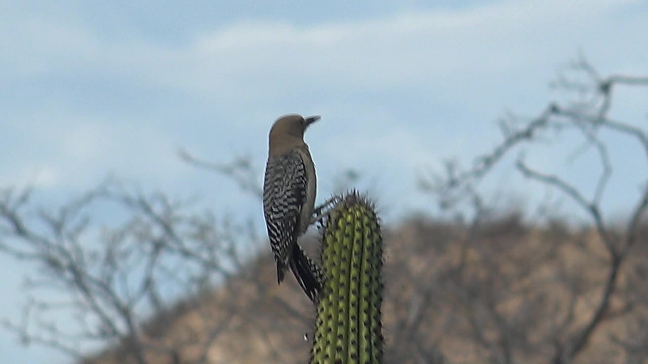 At 0:01, the woodpecker remains beside the cactus top in Cabo Pulmo, Baja California Sur, with its bill angled up against soft hills and no visible people.