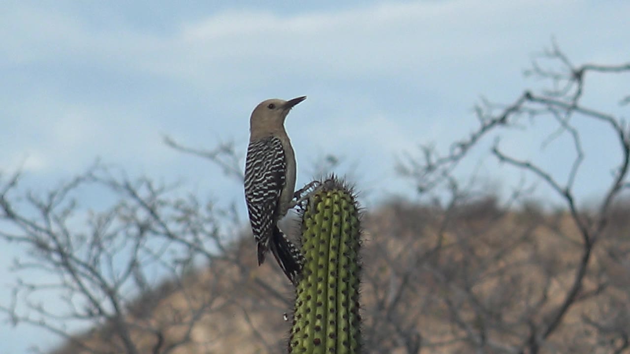 At 0:02, the woodpecker's barred side and dark tail are visible as it grips the cactus in Cabo Pulmo, Baja California Sur, with no visible people.