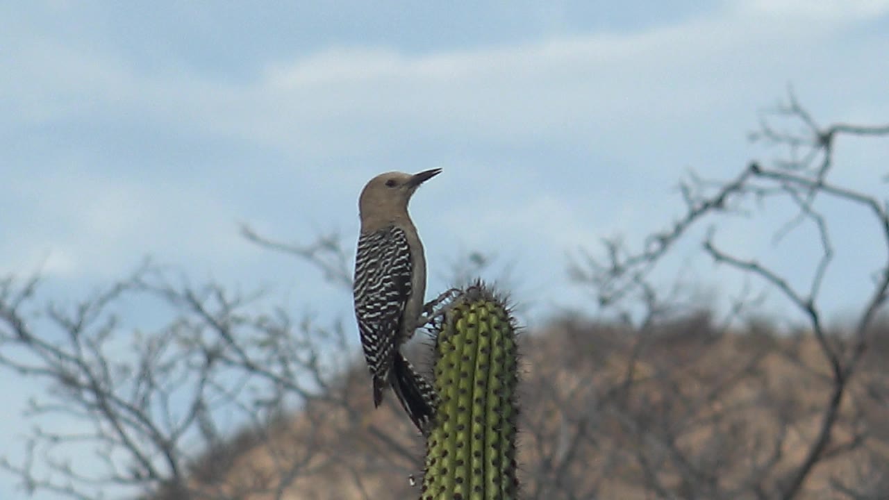 At 0:03, the woodpecker holds the cactus perch in Cabo Pulmo, Baja California Sur, with its head raised higher toward the pale sky and no visible people.