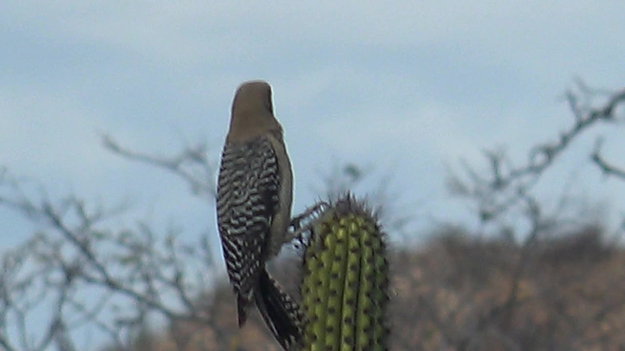 Woodpecker perched beside a green cactus in Cabo Pulmo, Baja California Sur, with pale sky and blurred dry branches behind it, no visible people.