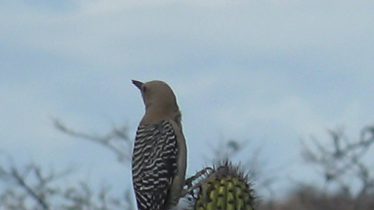 Woodpecker turns its head left beside the cactus in Cabo Pulmo, Baja California Sur, with barred feathers visible and no visible people.