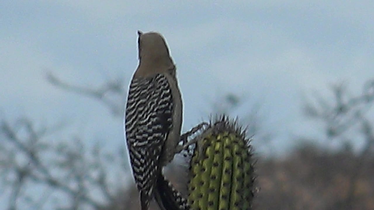 Woodpecker stands upright beside the spined cactus in Cabo Pulmo, Baja California Sur, with its body in profile and no visible people.