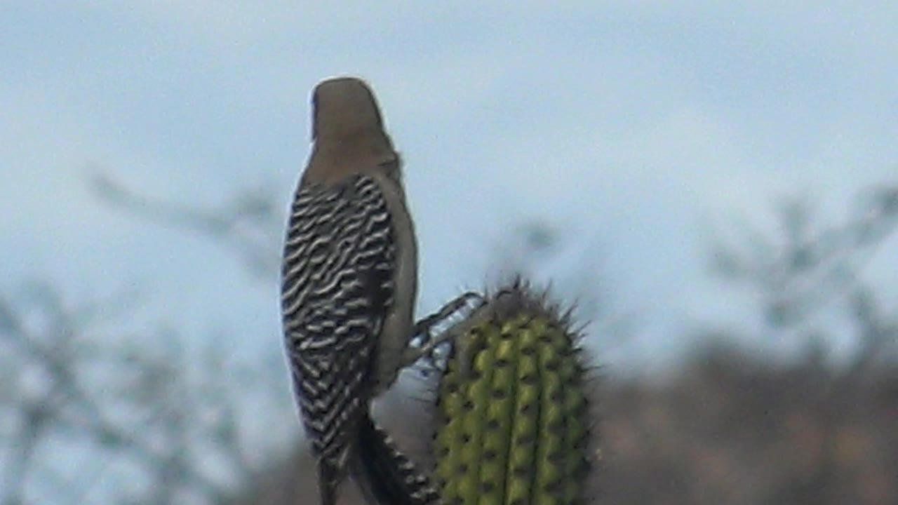 Woodpecker seen from behind beside a cactus.