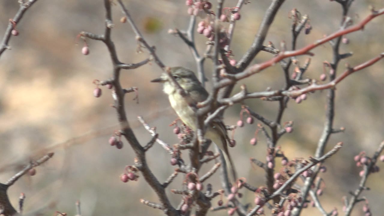 Small bird perched among budding branches