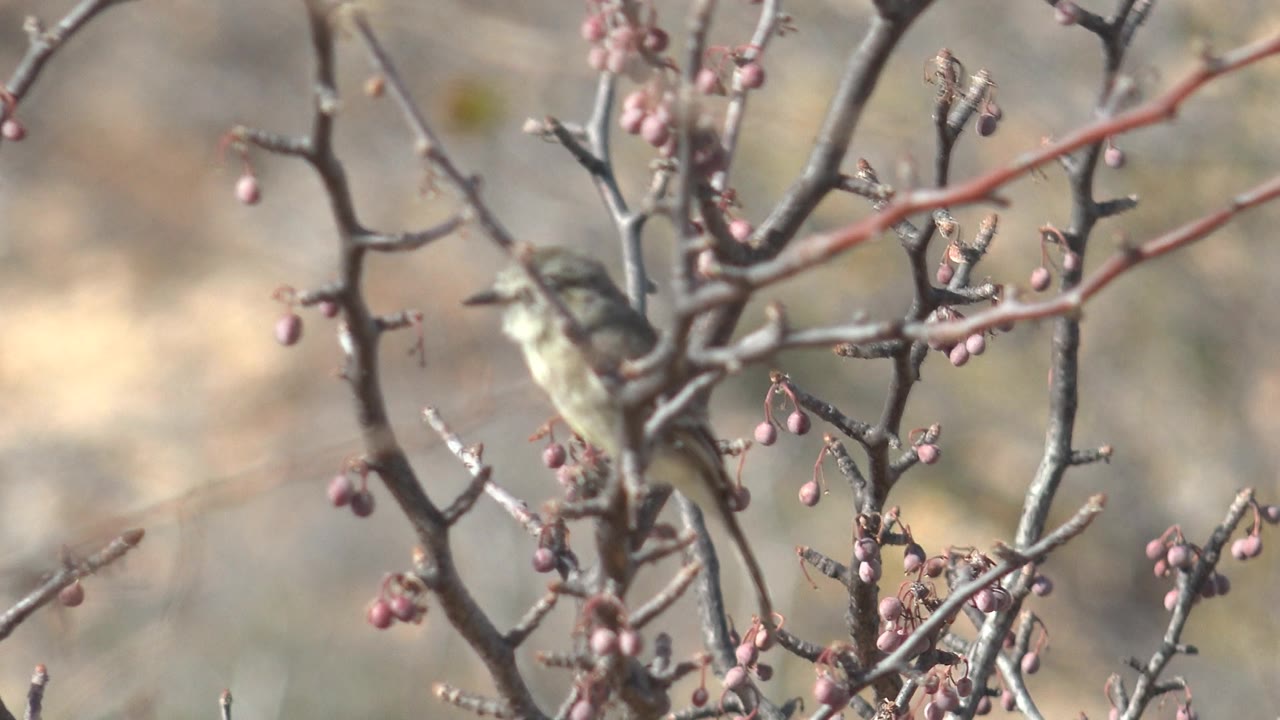 Small bird remains perched behind crossing branches with pink buds in Cabo Pulmo, with muted dry terrain out of focus and no visible people.