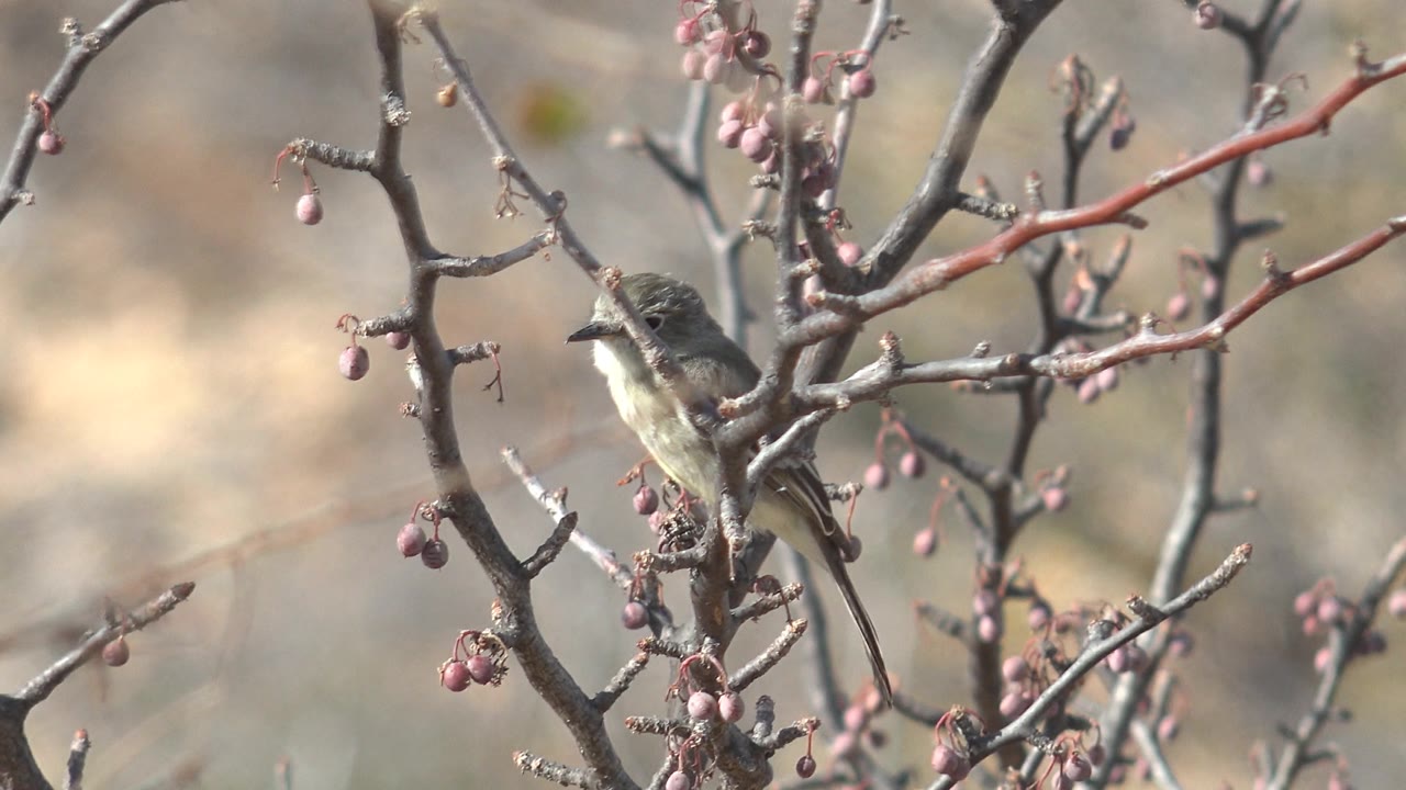 Small bird perched higher in the branch cluster near several pink buds, set against a blurred arid background in Cabo Pulmo with no visible people.