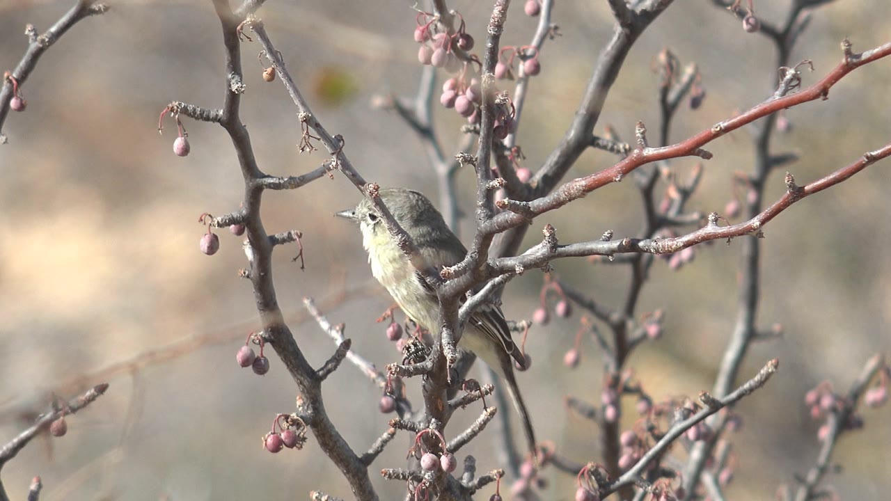 Small gray bird perched on a lower branch beside clusters of pink buds in Cabo Pulmo, Baja California Sur, with no visible people in the frame.
