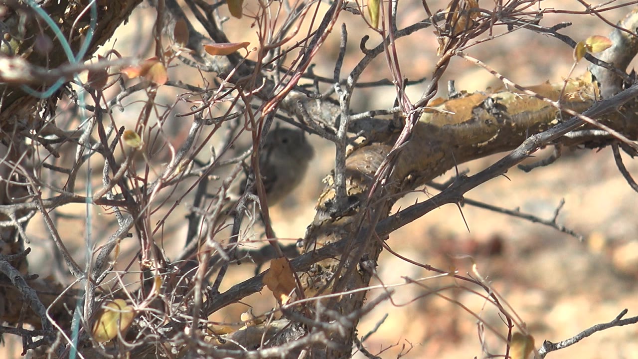 Small bird partly hidden among thorny dry branches.
