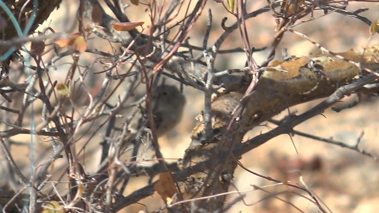 The bird remains mostly still behind a web of pale twigs and thorny stems in Cabo Pulmo, Baja California Sur, with no visible people.