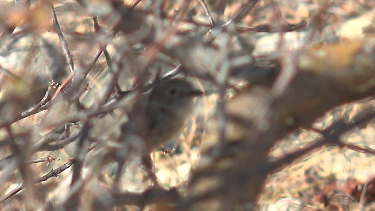The bird and thorny bush fall softer in focus as dry branches fill the frame in Cabo Pulmo, Baja California Sur, with no visible people.