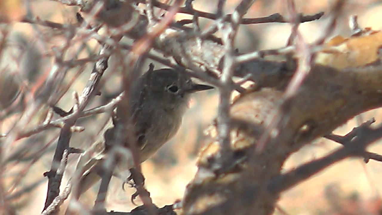 A small brown-gray bird is visible through crossing thorn branches and warm dry foliage in Cabo Pulmo, Baja California Sur, with no visible people.