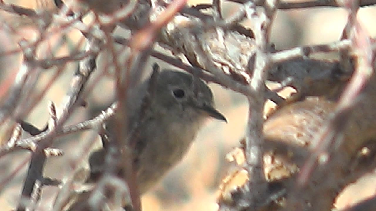 Small brown-gray bird partly hidden behind dry branches in Cabo Pulmo, Baja California Sur, Mexico, with no visible people.