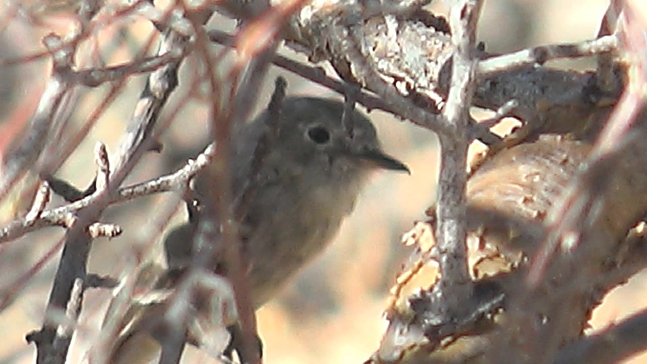 Small bird perched in tangled dry twigs in Cabo Pulmo, Baja California Sur, Mexico, facing right with its body partly obscured and no visible people.