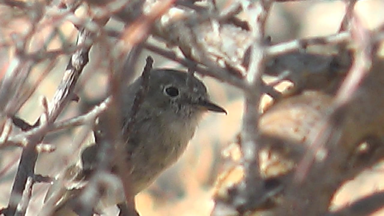 Right-facing small bird framed by dry gray-beige branches in Cabo Pulmo, Baja California Sur, Mexico, with the tail and wing visible and no visible people.