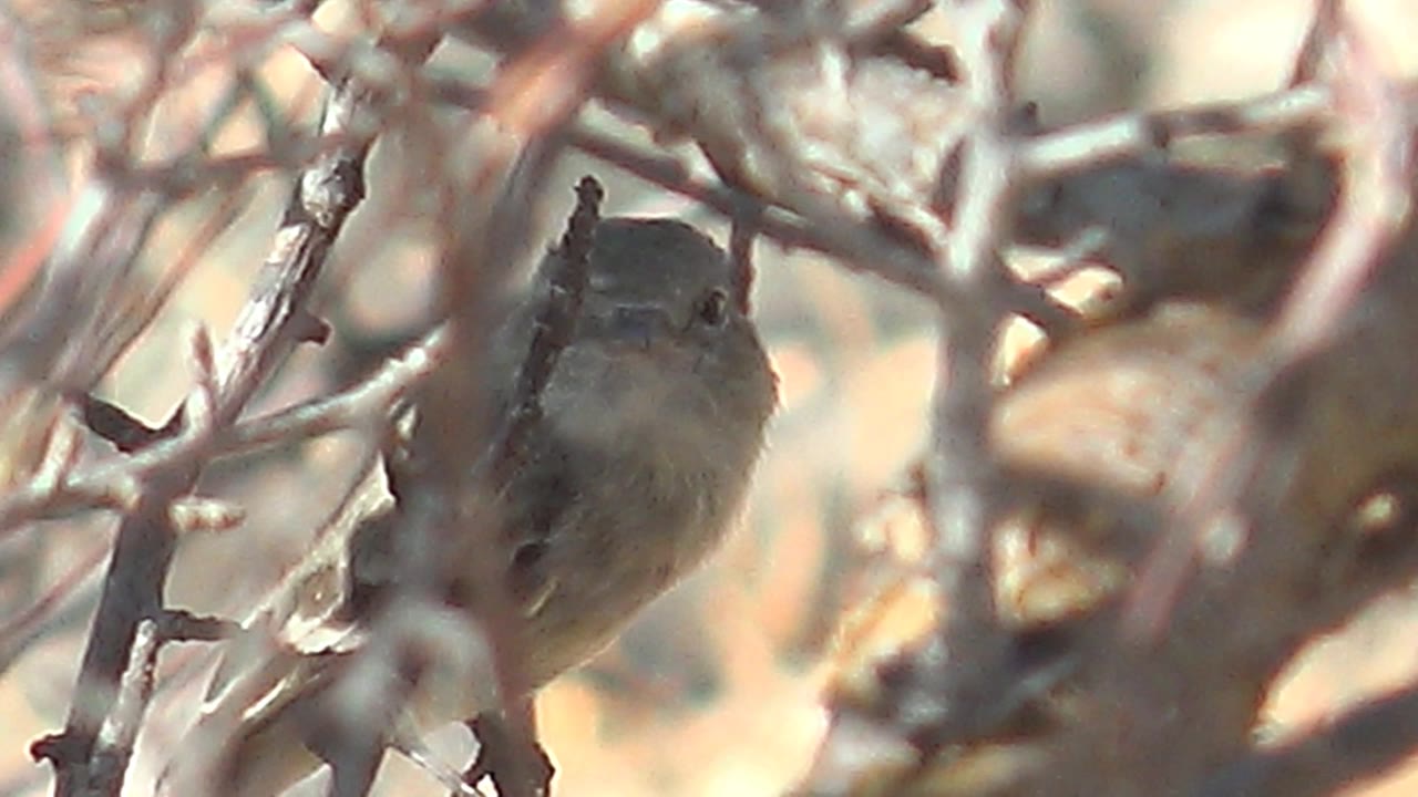 Bird looking forward through branches