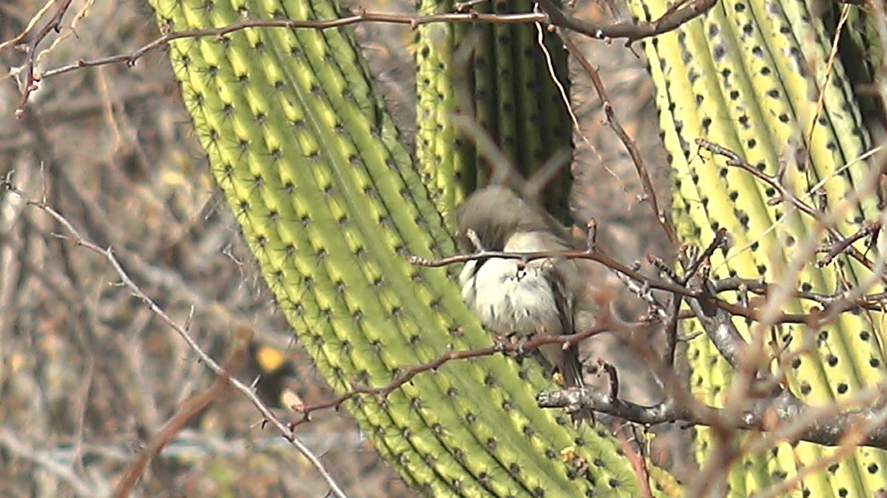 Small bird perched on dry branches in front of green cactus