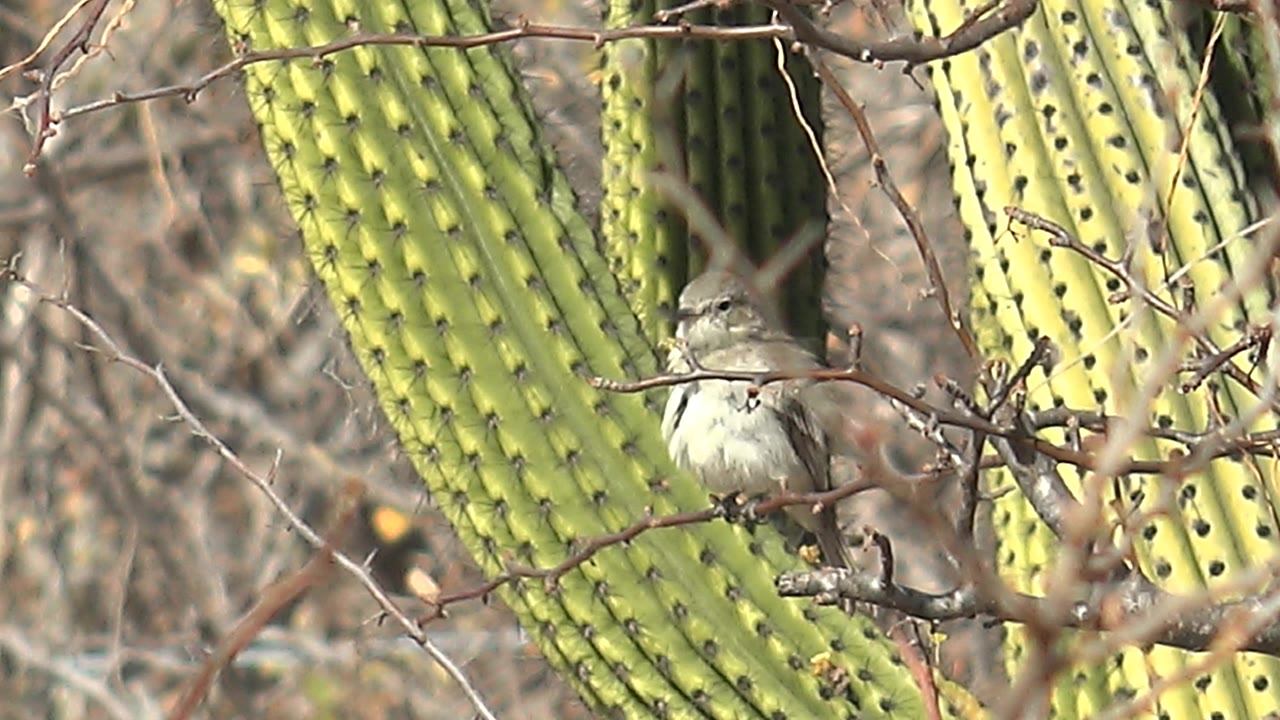 Perched bird faces forward on a thin branch while bright green cactus ribs and dry brown brush fill the Cabo Pulmo background, with no visible people.