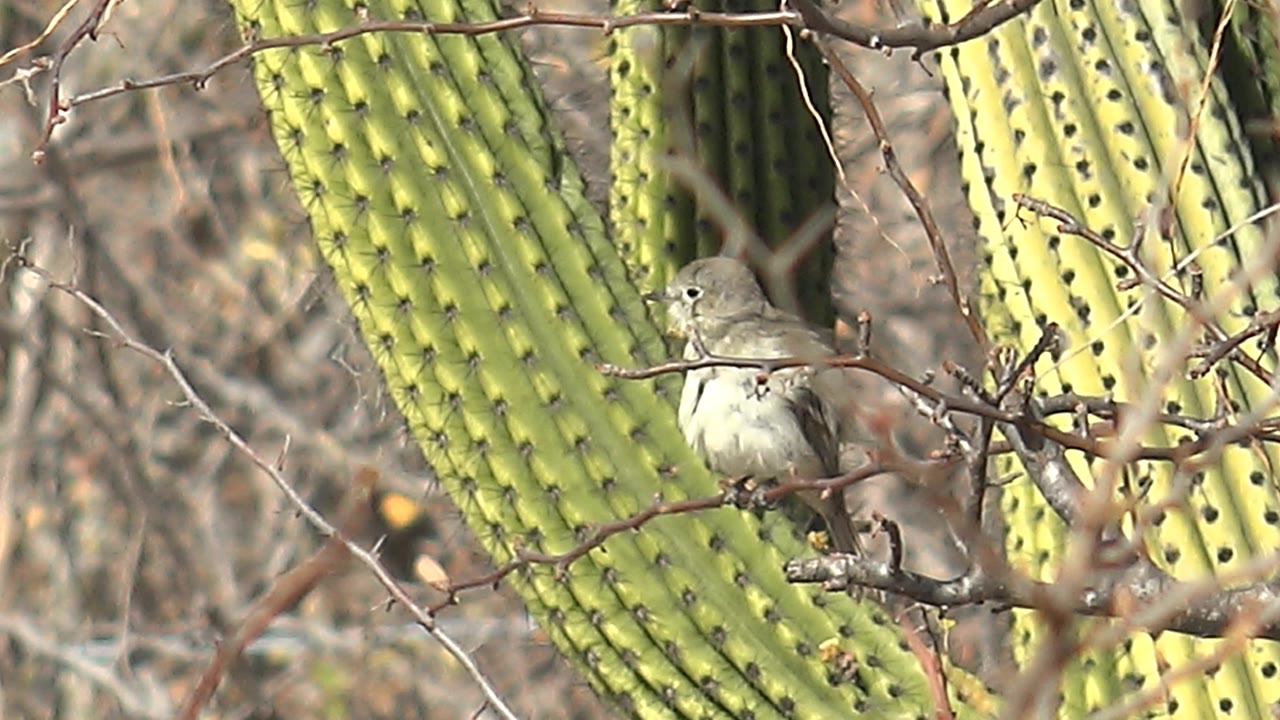 Small bird remains on the branch with its head angled slightly beside vertical cactus ribs in Cabo Pulmo, Baja California Sur, with no visible people.