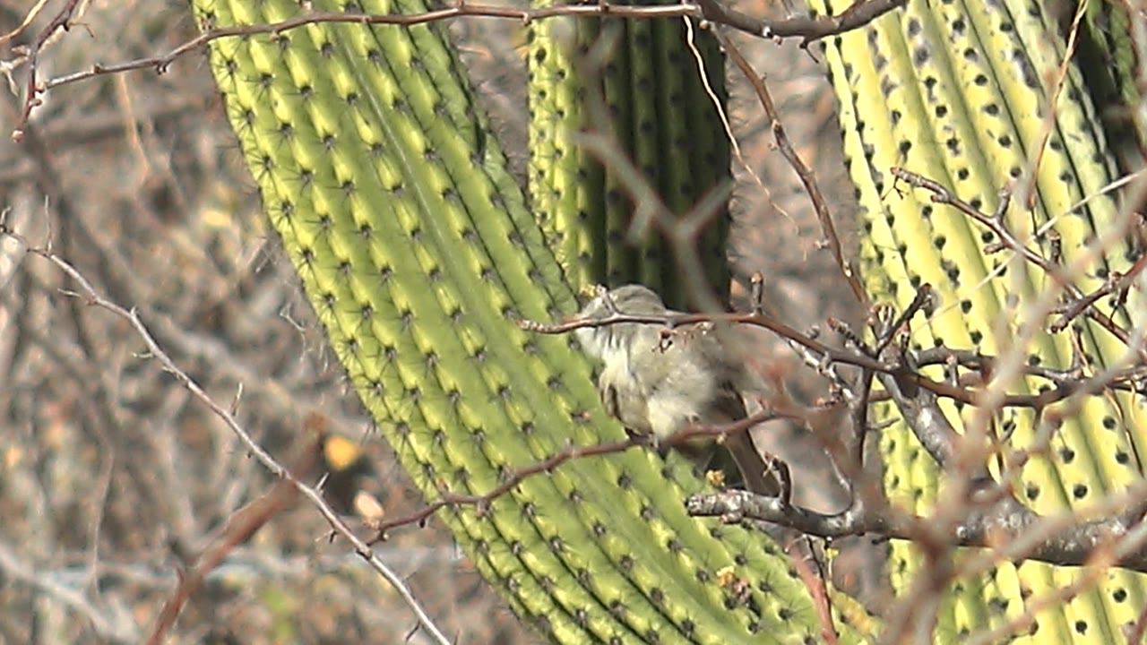The bird leans lower on its perch among crossing dry twigs, with cactus ribs and muted brown desert brush behind it in Cabo Pulmo and no visible people.