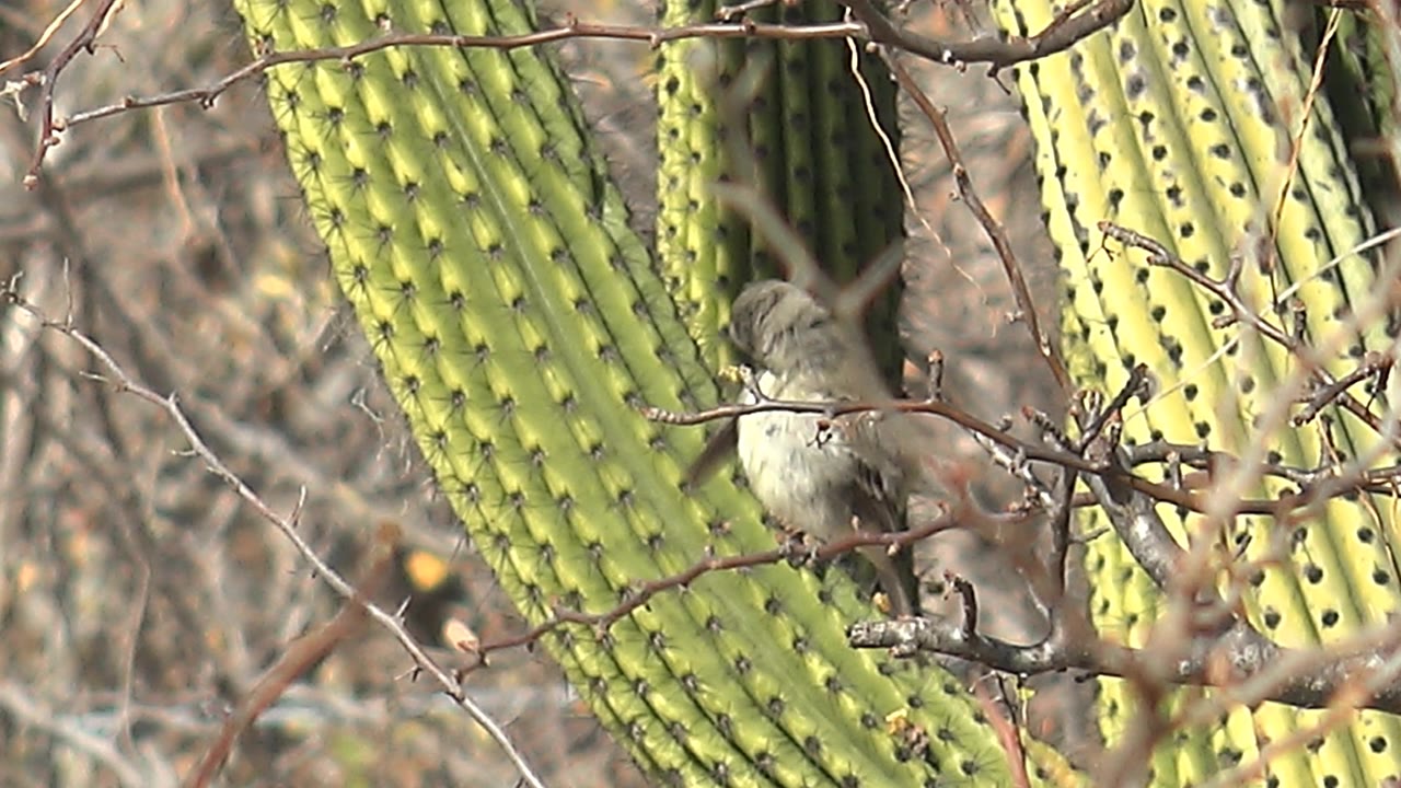Small gray-brown bird perched among thorny branches in Cabo Pulmo desert brush, with green cactus ribs behind it and no visible people.