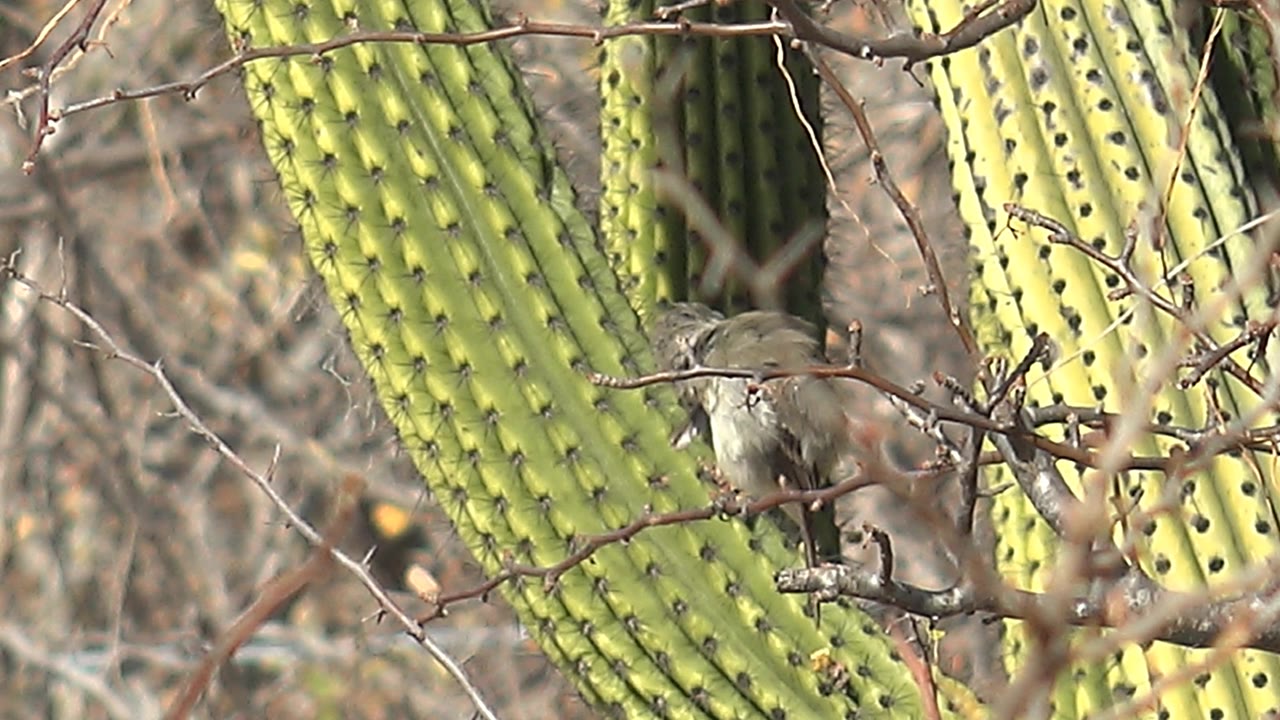 The perched bird faces slightly left among dry twigs in Cabo Pulmo, with sunlit green cactus columns behind it and no visible people.