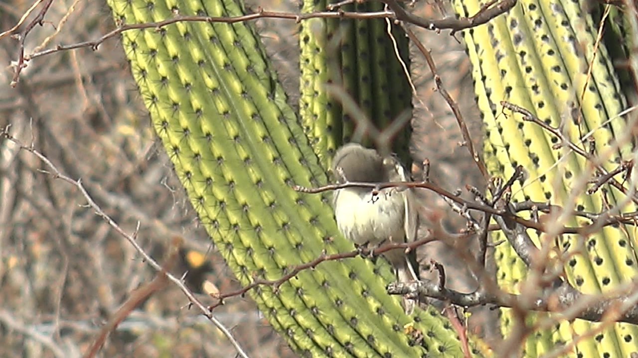 A small bird holds its perch among dry thorns, centered against the vertical green cactus forms of the Cabo Pulmo desert setting, with no visible people.