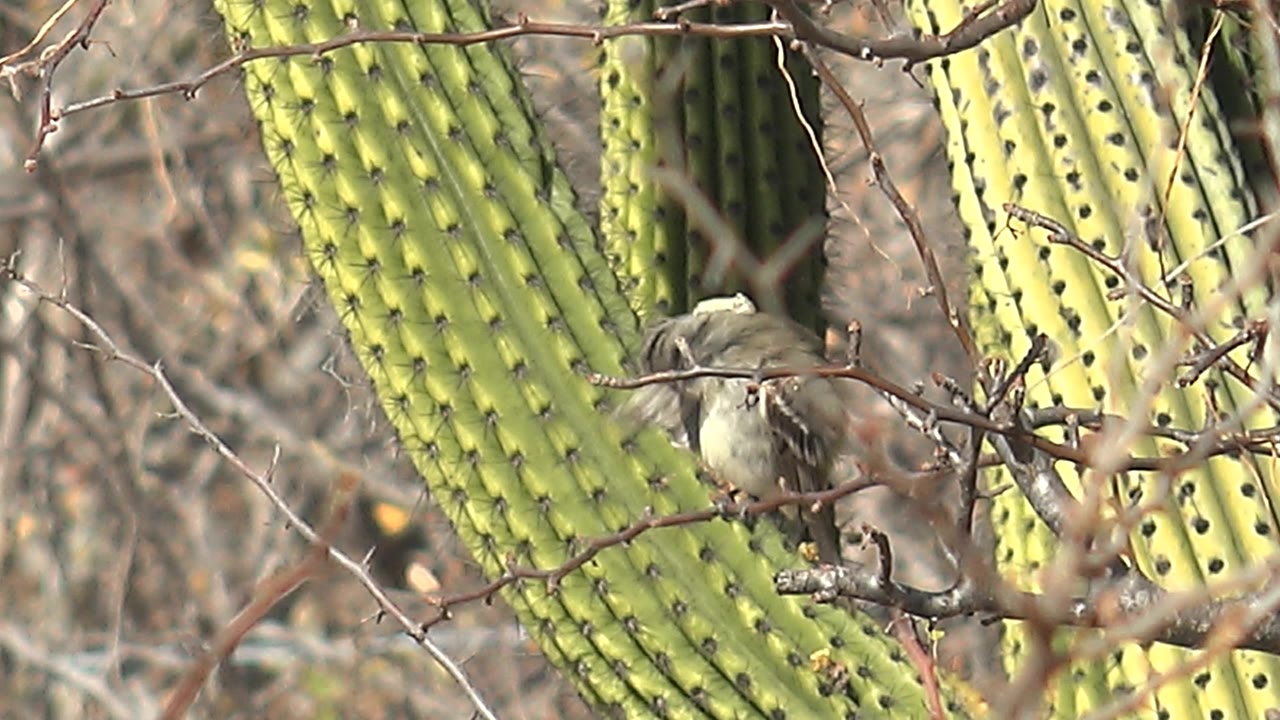 A small gray-brown bird faces forward on dry branches beside tall green cacti in Cabo Pulmo, Baja California Sur, with no visible people.