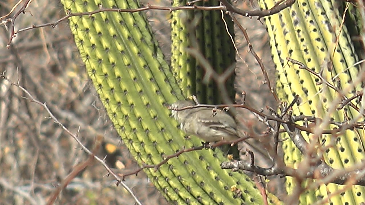 The small bird lowers and shifts along the branch tangle beside bright green cactus ribs in Cabo Pulmo, Baja California Sur, with no visible people.