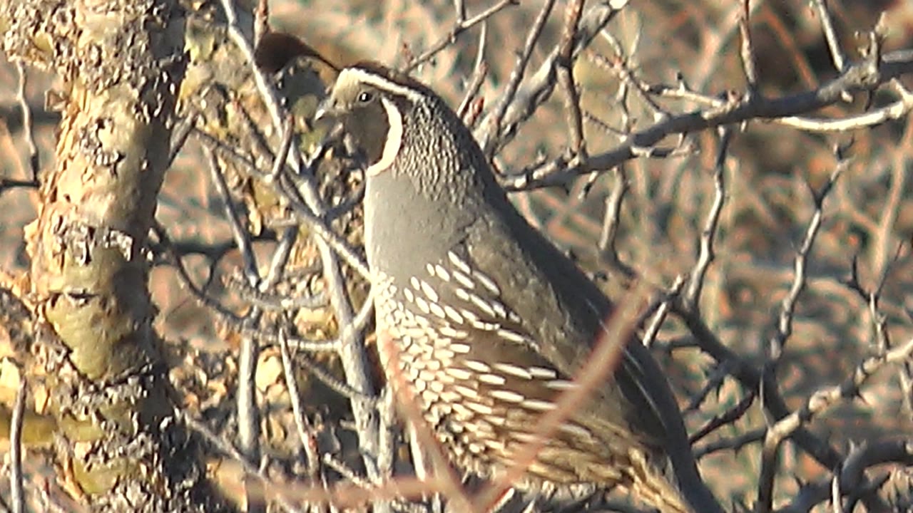 A quail perches in dry leafless brush in Cabo Pulmo, Baja California Sur, with a rough trunk at left and no visible people.