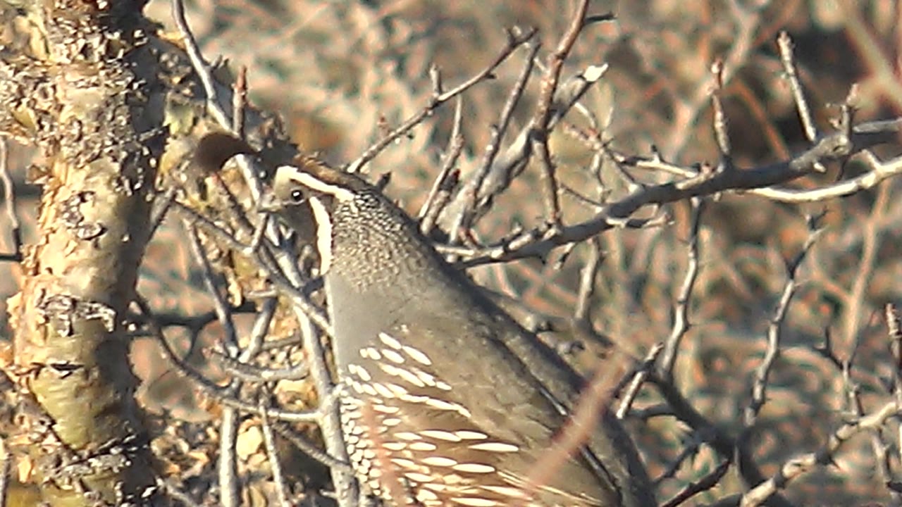 A side view of the quail in Cabo Pulmo shows its dark face markings, gray breast, spotted flank feathers, dry branches, and no visible people.