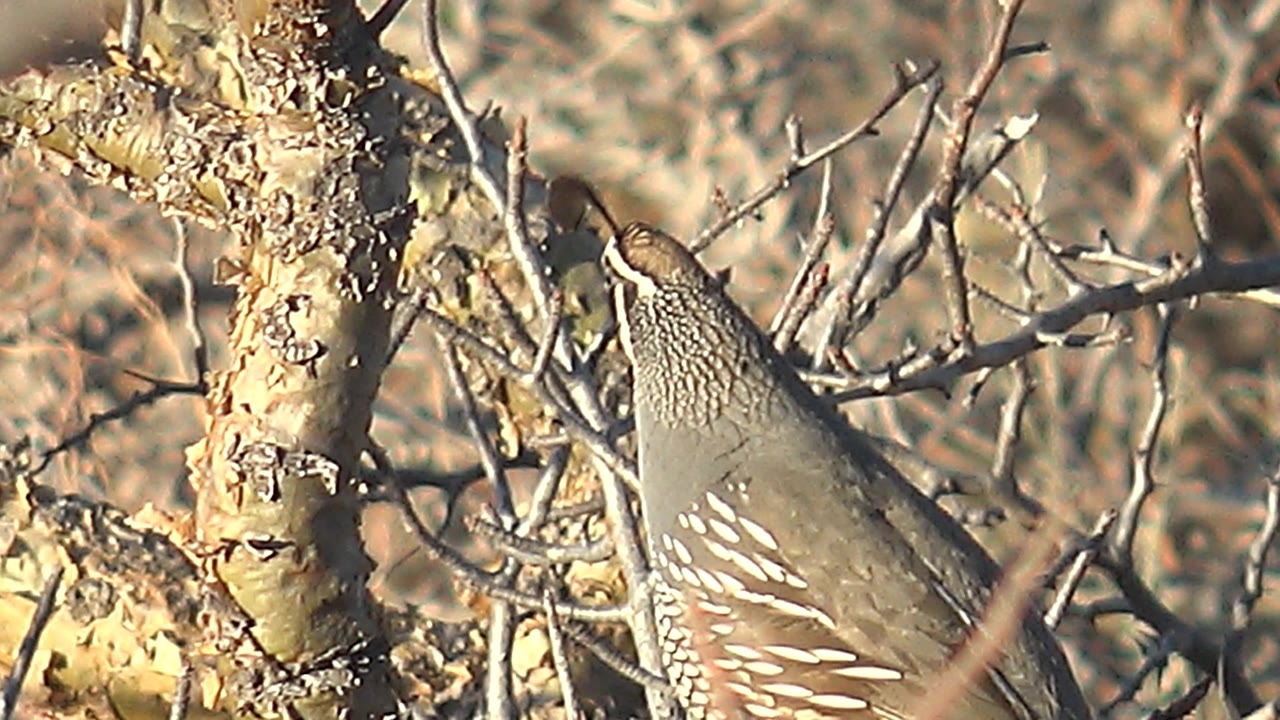 The quail remains perched in Cabo Pulmo dry brush, partly screened by a pale trunk and bare twigs, with no visible people.