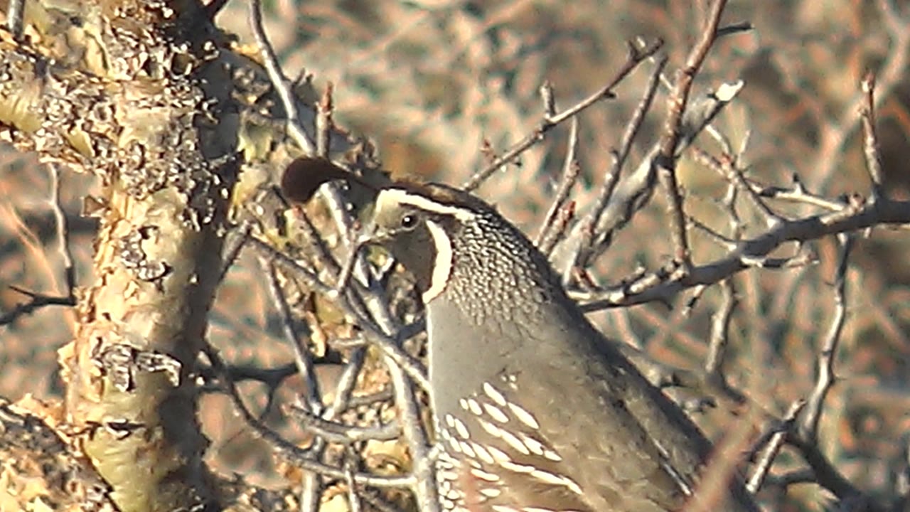Quail facing left between rough bark and dense dry branches.