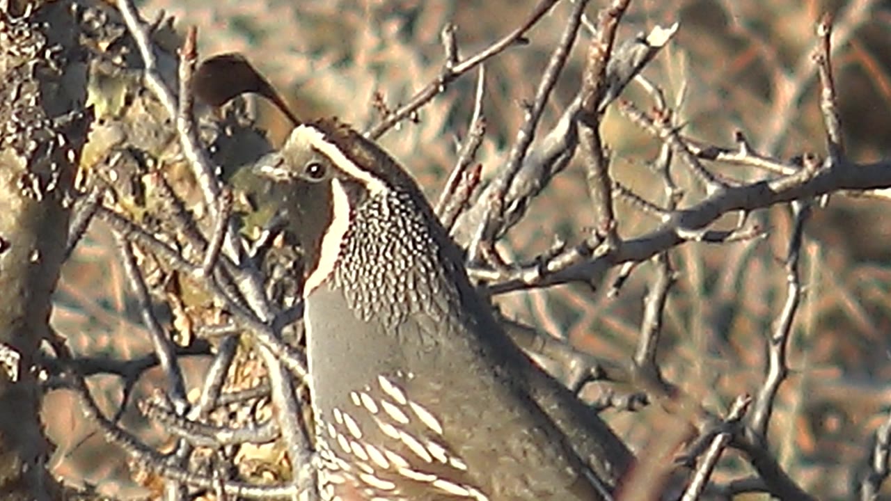 Quail perched beside a pale tree trunk among dry branches.