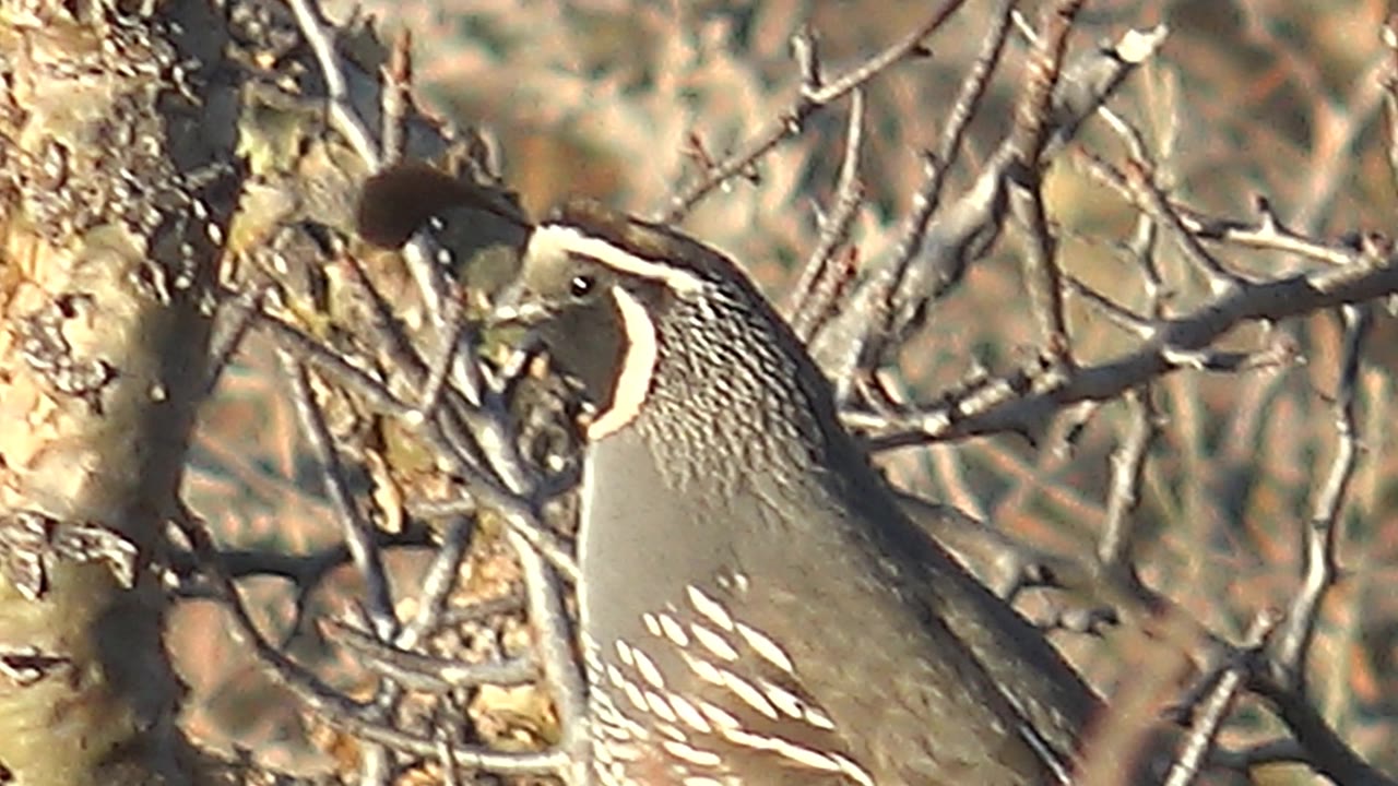 A profile view shows the Cabo Pulmo quail with its head angled slightly left, framed by crossing dry twigs and no visible people.
