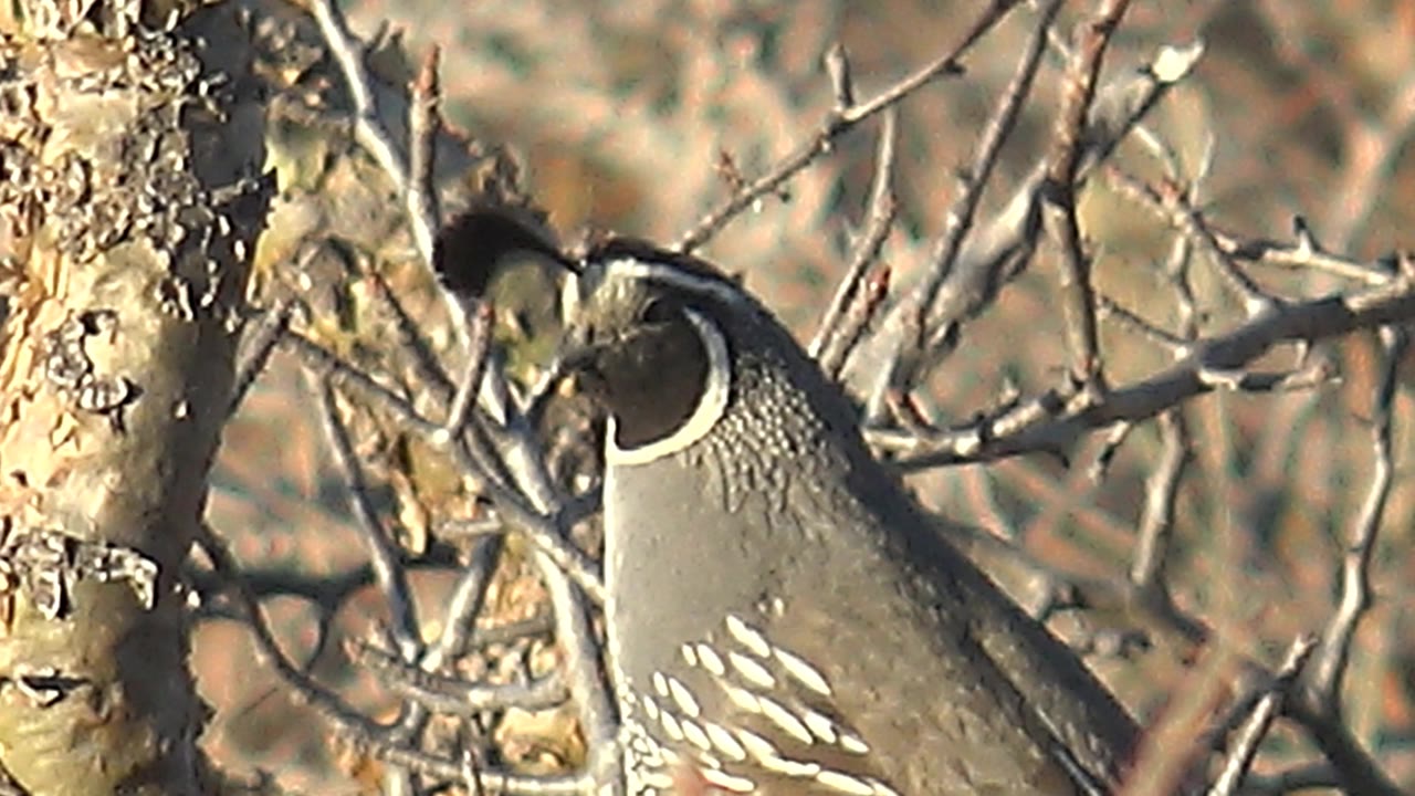 The quail remains perched in Cabo Pulmo, partly screened by dry branches while a pale trunk fills the left foreground and no people are visible.
