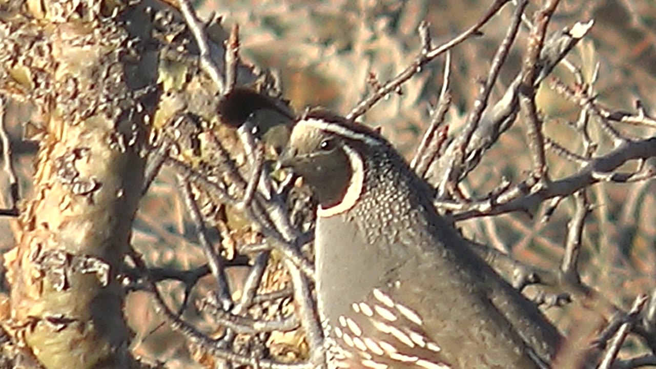 A later frame shows the Cabo Pulmo quail still perched, its face turned slightly through a denser cluster of leafless branches with no visible people.