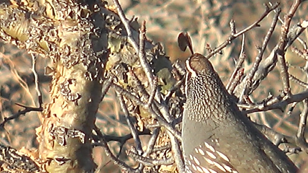 Quail perched among dry branches beside pale tree trunks.